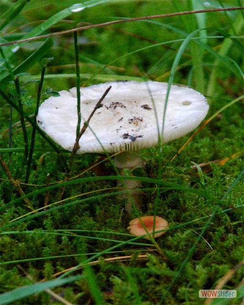 20sBDSC_6087b